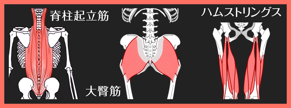 スパイン・ヒップ・リフトで鍛えられる部位