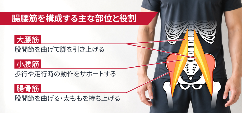 腸腰筋を構成する主な部位と役割